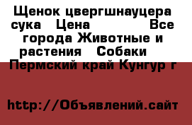 Щенок цвергшнауцера сука › Цена ­ 25 000 - Все города Животные и растения » Собаки   . Пермский край,Кунгур г.